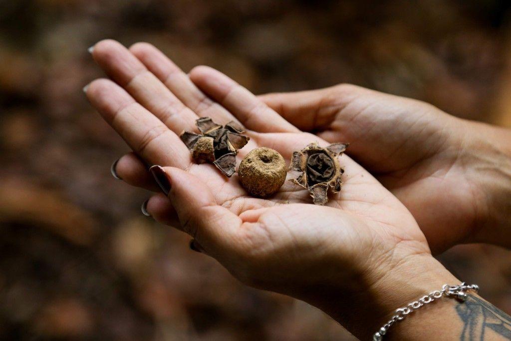 Evento ensina sobre cogumelos e biodiversidades da Amazônia para jovens e crianças