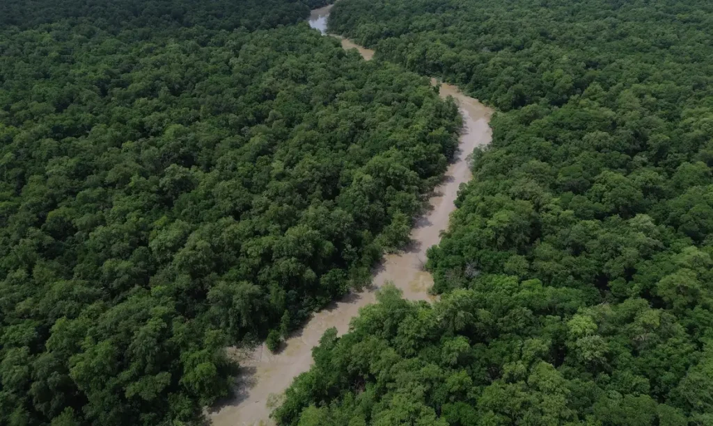 Desmatamento cai 41,8% na Amazônia e 23,8% no Cerrado em um ano